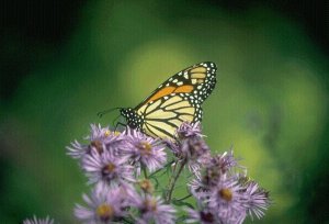 Are we as transient as a butterfly and flowers?